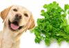 can dogs eat cilantro