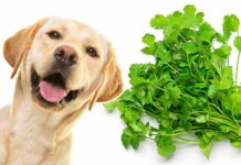 can dogs eat cilantro