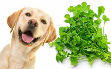 can dogs eat cilantro