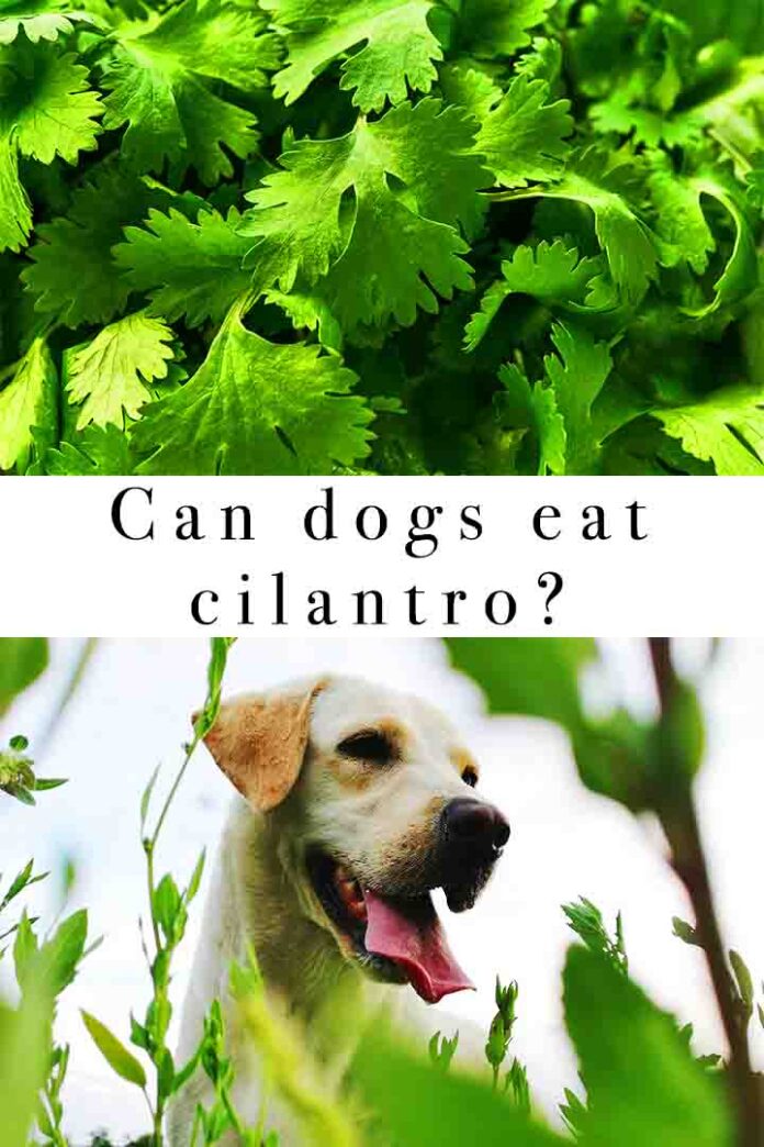 Can Dogs Eat Cilantro Or Will It Make Them Sick?