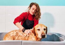 bathing a labrador