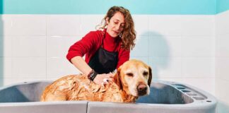 bathing a labrador