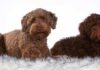 types of labradoodles