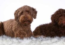 types of labradoodles