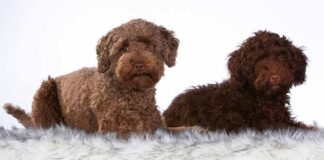 types of labradoodles