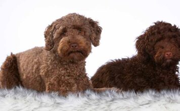 types of labradoodles