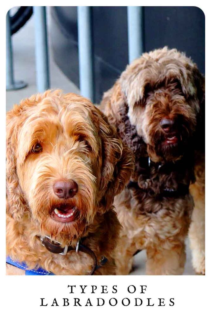types of labradoodles