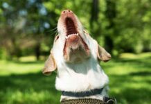do dogs get tired of barking