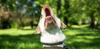 do dogs get tired of barking