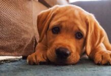 what smell do dogs hate to pee on