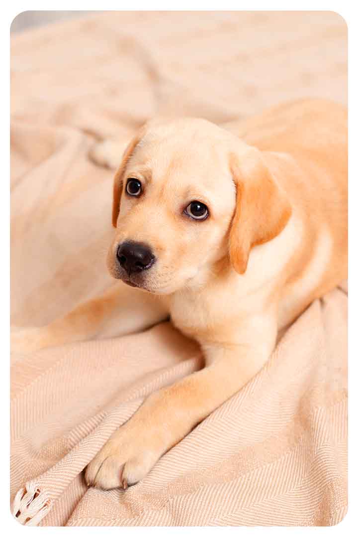 What Smell Do Dogs Hate To Pee On?