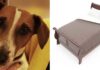 why do dogs go under the bed