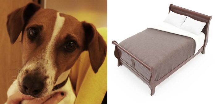Why Do Dogs Go Under The Bed HP long why do dogs go under the bed