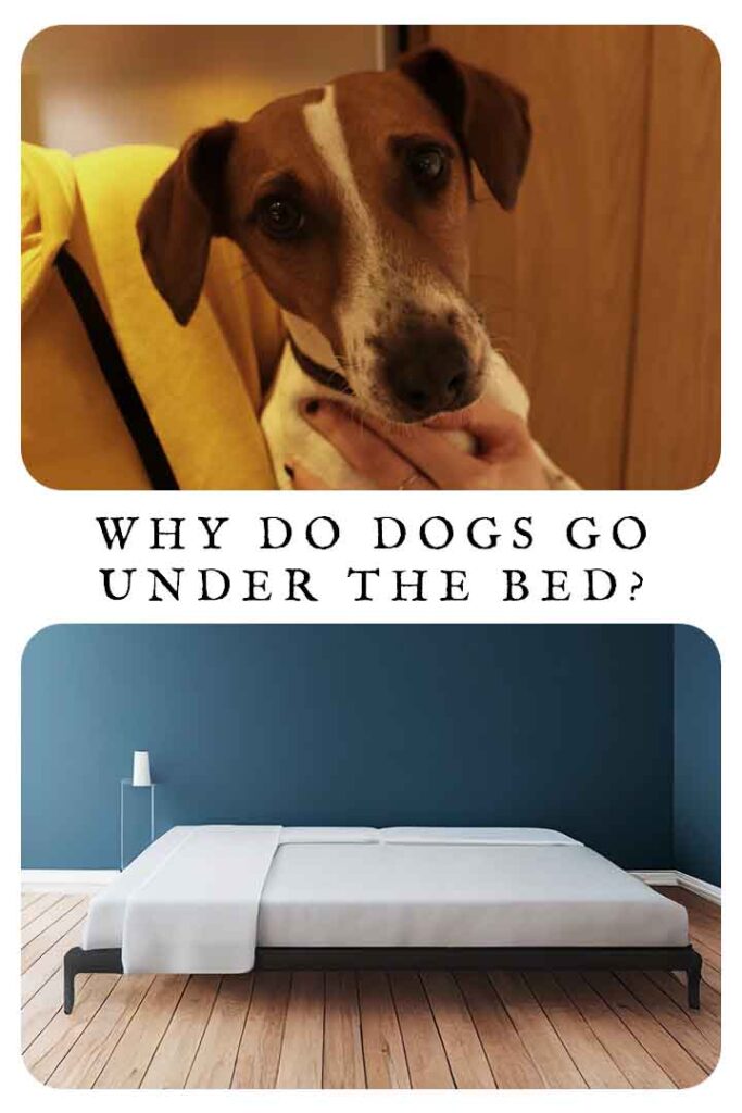 why do dogs go under the bed