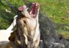 are female dogs more aggressive