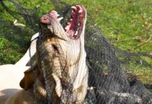 are female dogs more aggressive