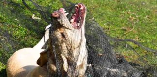 are female dogs more aggressive