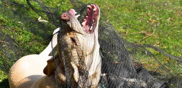 are female dogs more aggressive