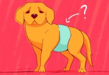 are belly bands for dogs cruel