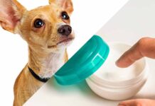 can you use aquaphor on dogs