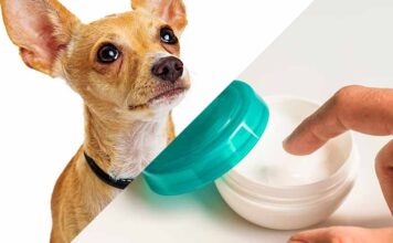can you use aquaphor on dogs