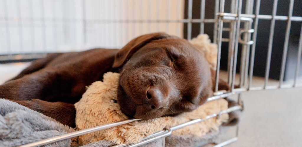 until what age should a dog sleep in a crate