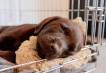 until what age should a dog sleep in a crate