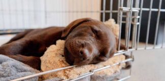 until what age should a dog sleep in a crate