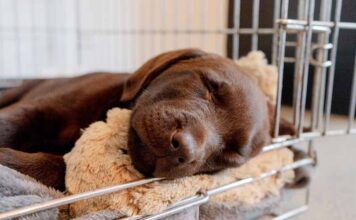 until what age should a dog sleep in a crate
