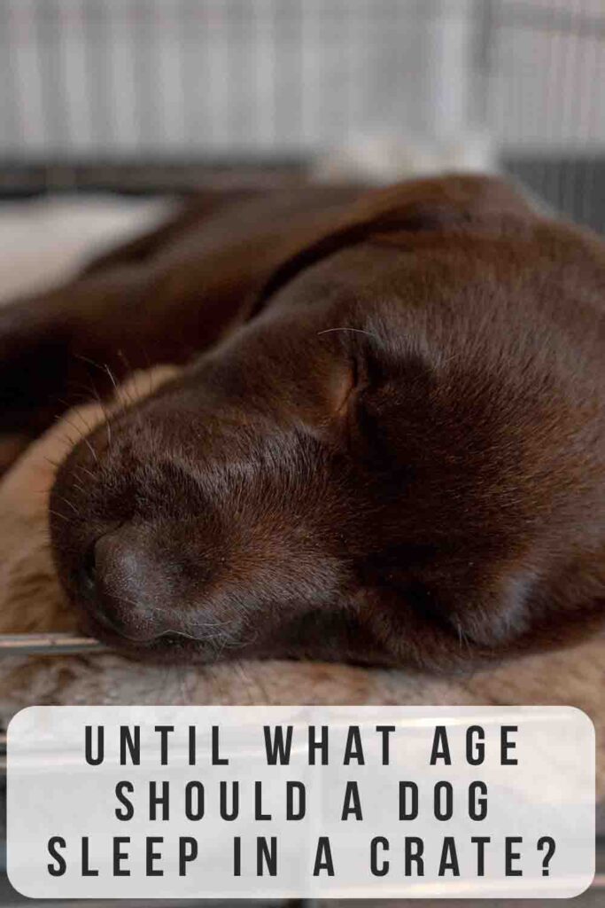 until what age should a dog sleep in a crate