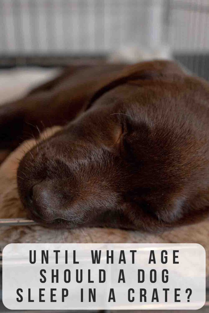 Until What Age Should A Dog Sleep In A Crate?