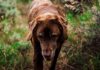 what do labradors usually die from