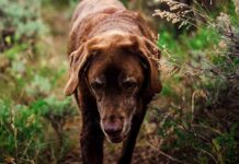 what do labradors usually die from