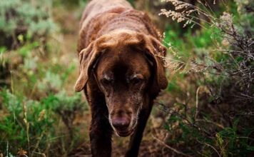 what do labradors usually die from
