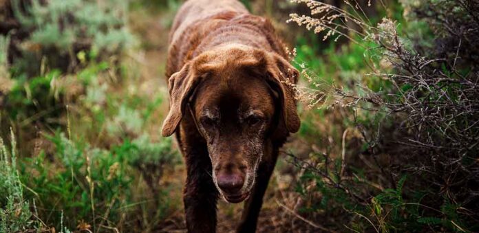 what do labradors usually die from