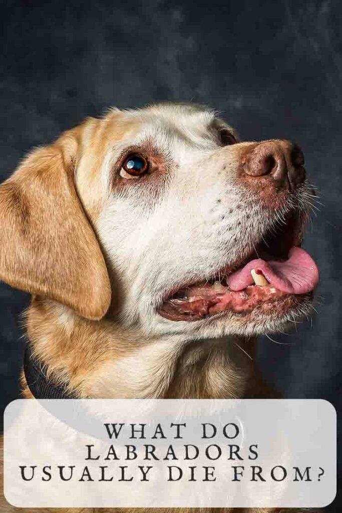 what do labradors usually die from