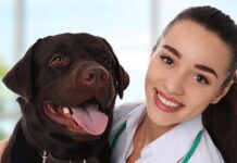 How To Stop A Dog's Nail From Bleeding Safely and Quickly How To Stop A Dog's Nail From Bleeding Safely and Quickly
