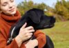 where do labs like to be pet