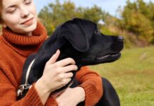 where do labs like to be pet