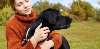 where do labs like to be pet