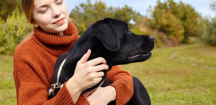 where do labs like to be pet