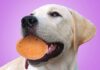 why are dogs gentle with eggs