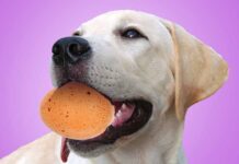 why are dogs gentle with eggs