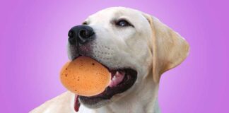 why are dogs gentle with eggs