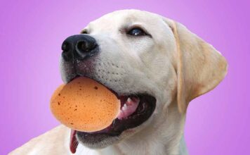 why are dogs gentle with eggs