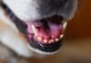 dog with longest teeth