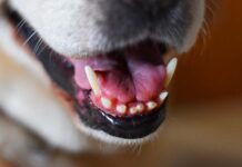 dog with longest teeth