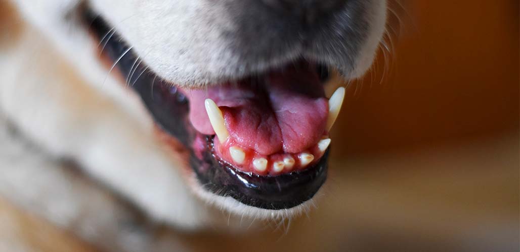 do dogs get more teeth at 1 year