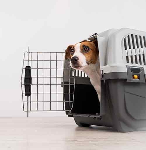 Switching dog crates top