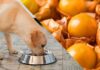 can dogs eat golden berries